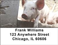 Shy Pigs Address Labels