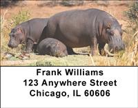 Safari II Address Labels