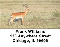 Safari III Address Labels