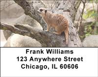Safari III Address Labels