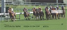At the Track Horse Racing