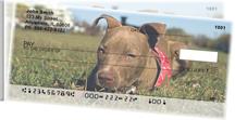 Pitbull Puppies Side Tear