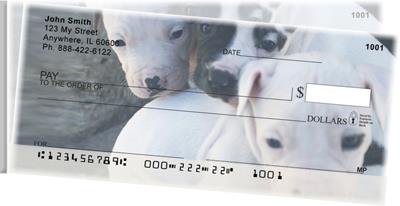 Pitbull Puppies Side Tear