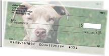 Pit Bulls Side Tear